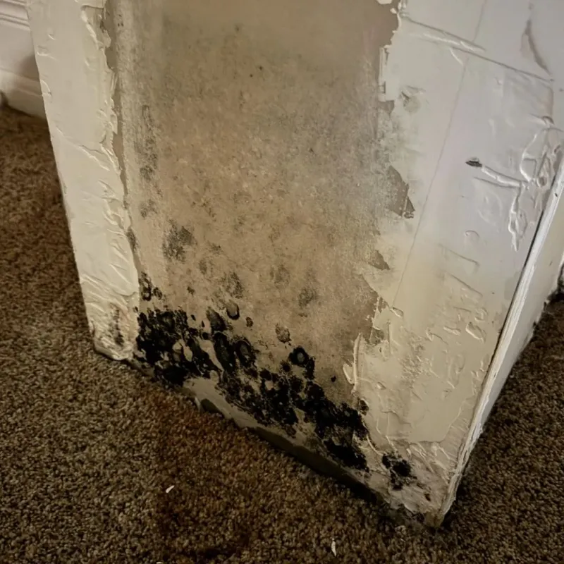 Professional Mold Removal in Phelps County, NE